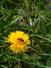 Trichodes ircutensis