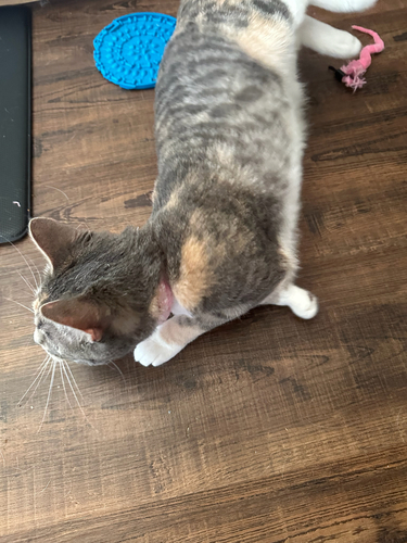Domestic Cat