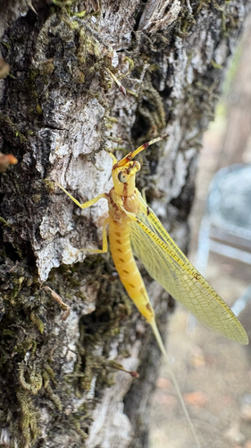 Giant Mayfly