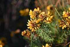 Pultenaea stipularis, photograph (c) Bryce Watts-Parker, some rights reserved (CC BY)