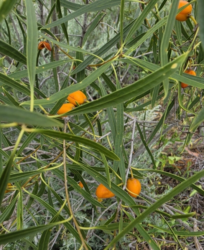 Native apricot