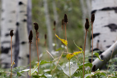 (c) Daughter Dad, some rights reserved (CC BY) Rudbeckia occidentalis, photograph (c) Daughter Dad, some rights reserved (CC BY)