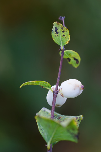 Symphoricarpos rotundifolius, photograph 1