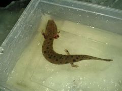 Necturus maculosus
