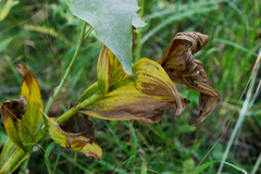Veratrum californicum, photograph (c) Daughter Dad, some rights reserved (CC BY)