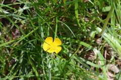 Ranunculus auricomus