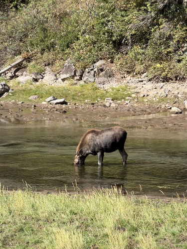 Moose
