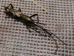 Belopherus