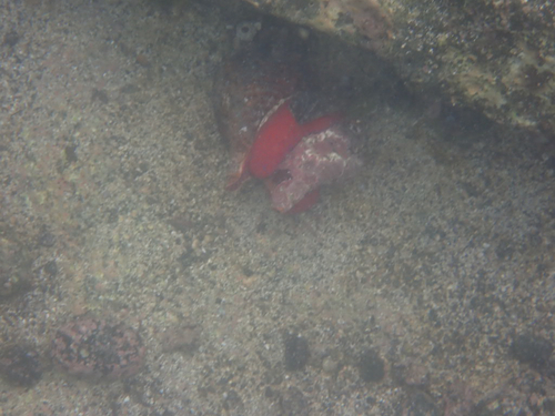 Triplofusus princeps observed 2026-09-12