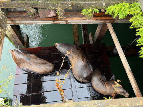 California Sea Lion