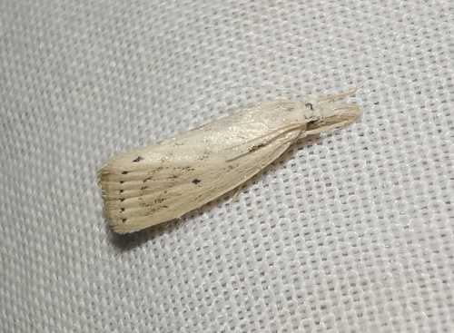 Dotted Diatraea