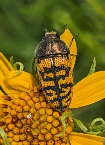 Acmaeodera auritincta