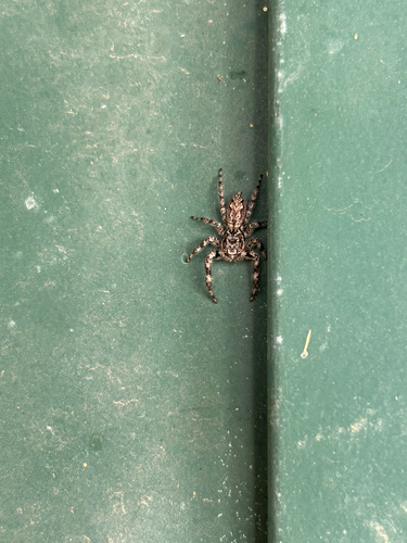 Tan Jumping Spider
