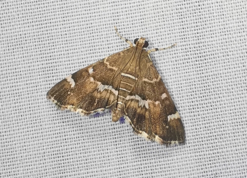 Spotted Beet Webworm Moth