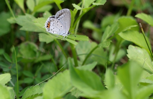 Short-tailed Blue