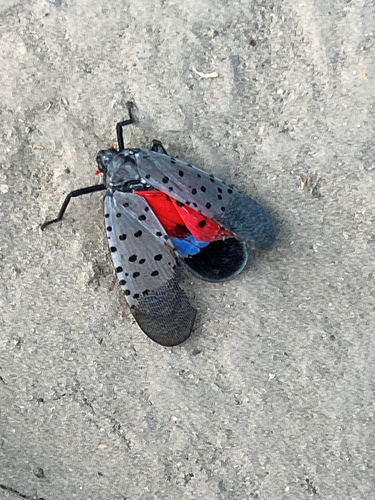 Spotted Lanternfly