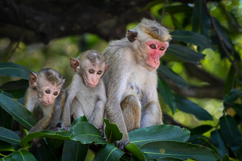 Dry Zone Toque Macaque
