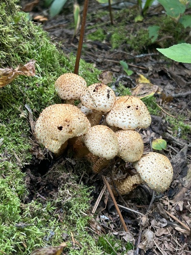 shaggy scalycap