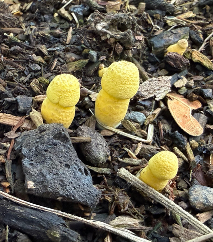 Agaricus observed 2026-09-12