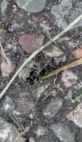 Ochleroptera observed 2026-09-12