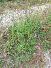 Plantago coronopus