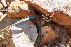 Allium burlewii