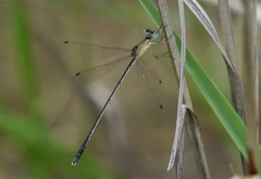 Lestes concinnus