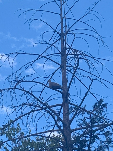 Eurasian Collared-Dove
