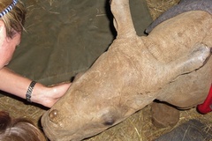 Ceratotherium simum
