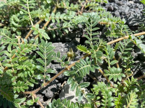 Tribulus terrestris observed 2026-09-12