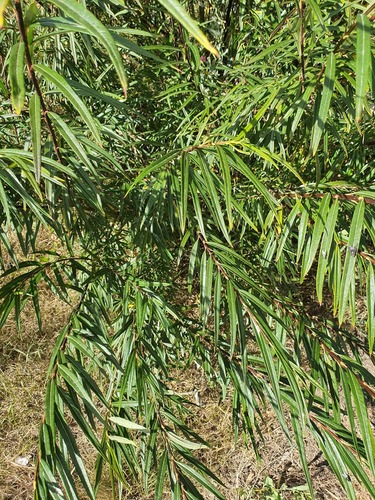 Salix schwerinii