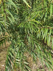 Salix schwerinii