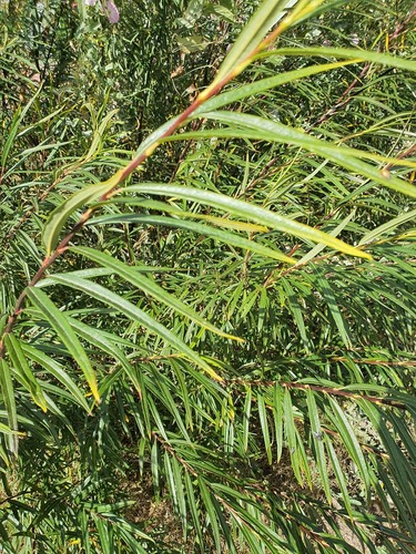 Salix schwerinii, photograph 2