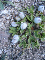 Oxytropis triphylla