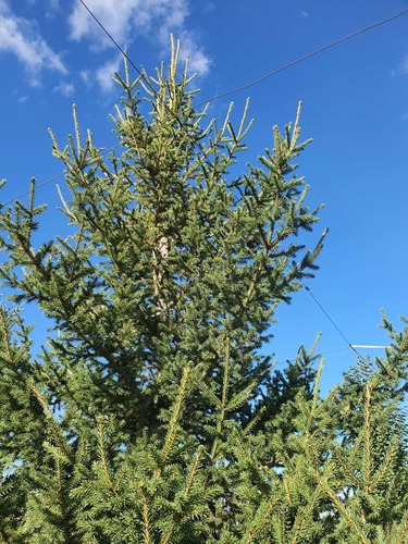 Picea obovata, photograph 6