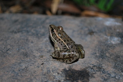 Lithobates neovolcanicus