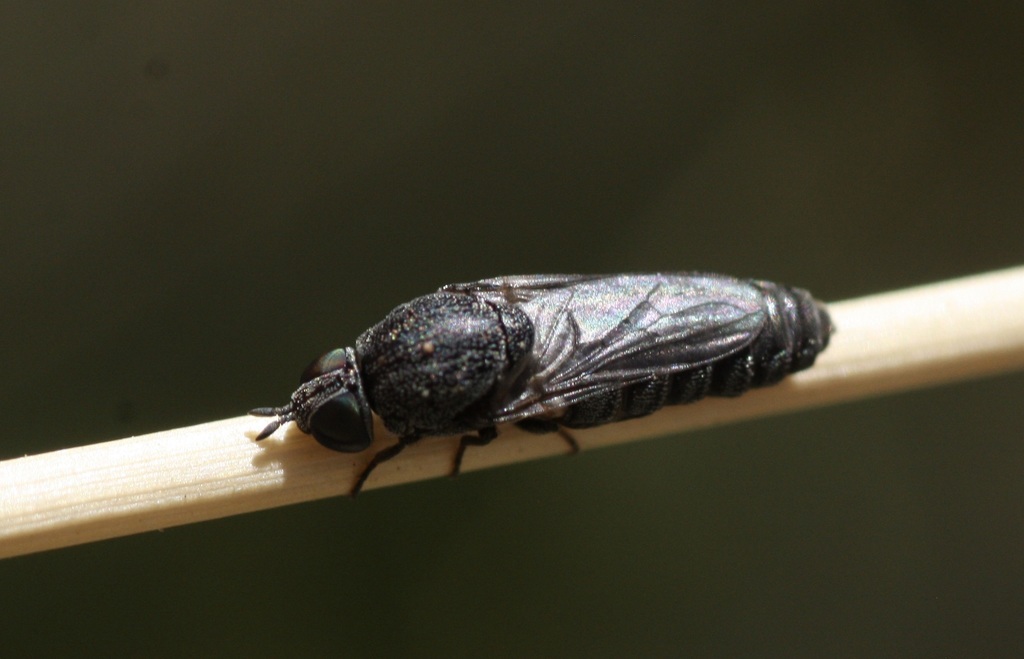 Metatrichia bulbosa