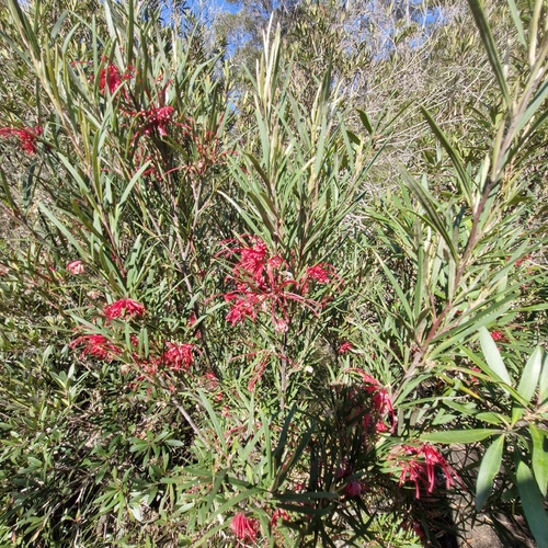 Grevillea oleoides, photograph 4