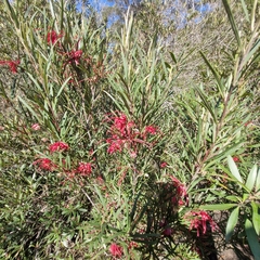 Grevillea oleoides, photograph (c) ronavery, some rights reserved (CC BY)