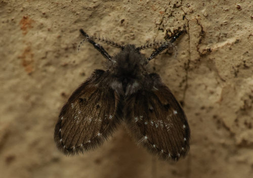 Bathroom Moth Fly