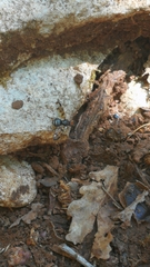Otites porcus