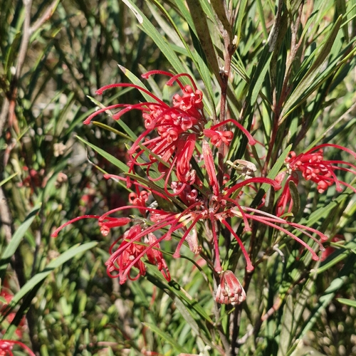 Grevillea oleoides, photograph 5