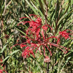 Grevillea oleoides, photograph (c) ronavery, some rights reserved (CC BY)