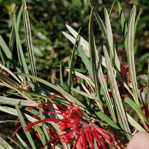 Grevillea oleoides, photograph 6