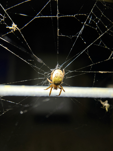 Furrow Orbweaver