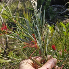 Grevillea oleoides