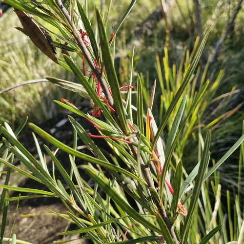 Grevillea oleoides, photograph 1