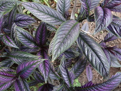 Strobilanthes auriculata dyeriana