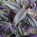 Persian Shield - Photo (c) James Steamer, some rights reserved (CC BY-NC), uploaded by James Steamer