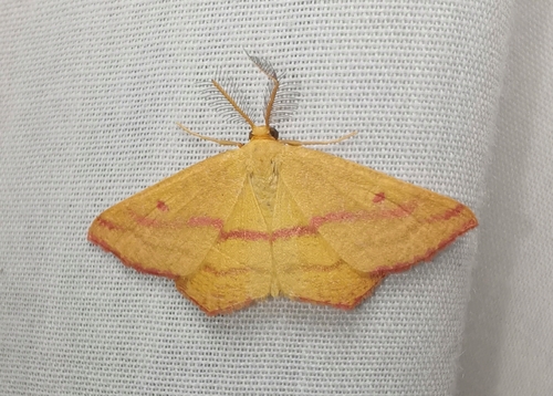 Chickweed Geometer Moth